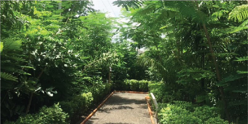 Miyawaki-park-800x400